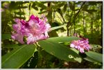 Catawba Rhododendron