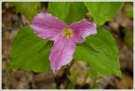 Trillium