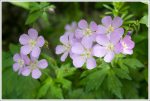 Wild Geranium