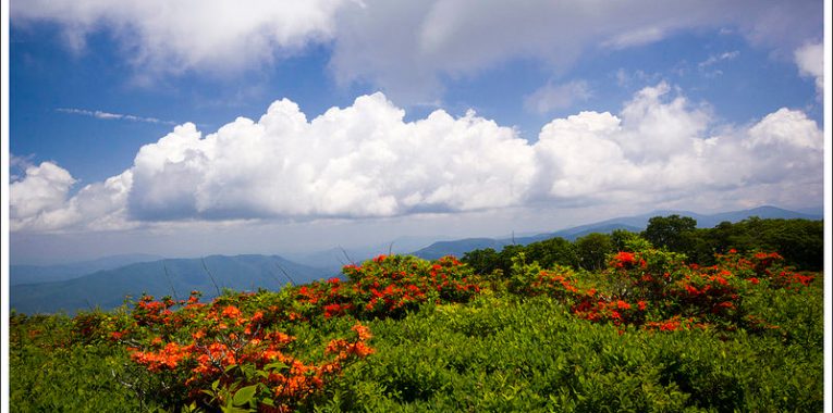 Azaleas Atop Gregory Bald