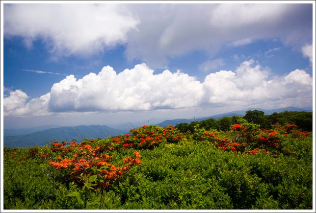 Azaleas Atop Gregory Bald