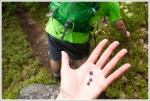 Blueberries on Flume Knob