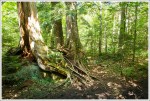 Neat Old Trees on Rocky Falls Trail