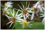 Aster