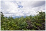 View Over the Evergreens