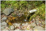 The Spring at Manassas Gap