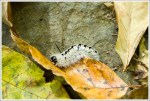 Hickory Tussock