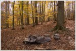 Campsite Along Morgan Mill