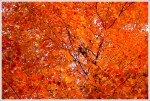 Bursts of Color