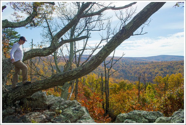 Old Tree on Buzzard Hill
