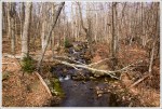 Stream Along the Fire Road