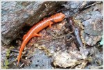 Black Chinned Red Salamander