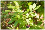 Ripening Blueberries
