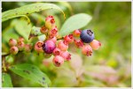 So Many Blueberries on the Appalachian Trail