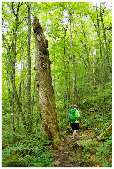 The AT in Mount Rogers National Recreation Area