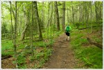 Pretty Open Forest Along The AT in Mount Rogers National Recreation Area