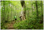 Pretty Open Forest Along The AT in Mount Rogers National Recreation Area