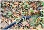 Black Snake