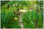 Tall Goldenrod Along Trail