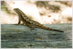 Eastern Fence Lizard