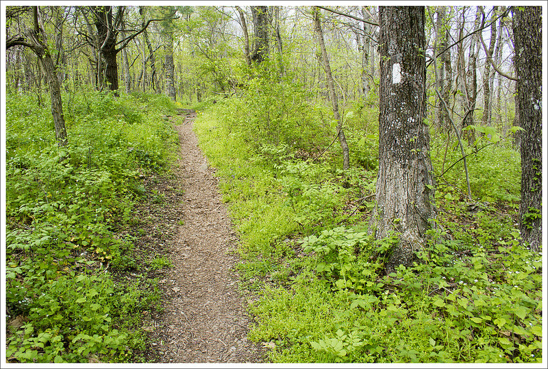 A Pleasant Walk on the Appalachian Trail