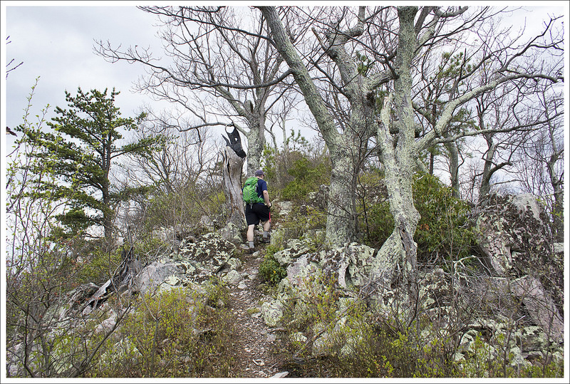 The Summit of Lewis Peak