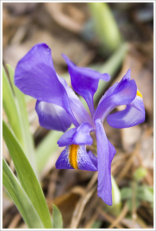 Dwarf Iris