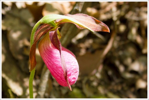 Lady's Slipper