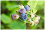 Blueberries
