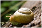 Snail