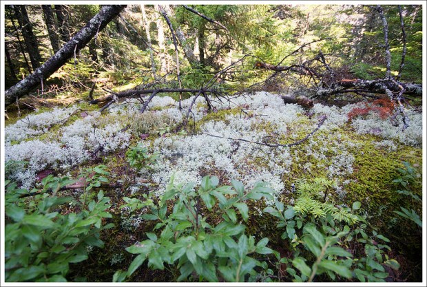 Mosses on the Kinsman Trail