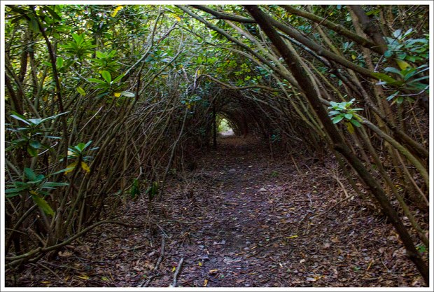Rhododendron Tunnel