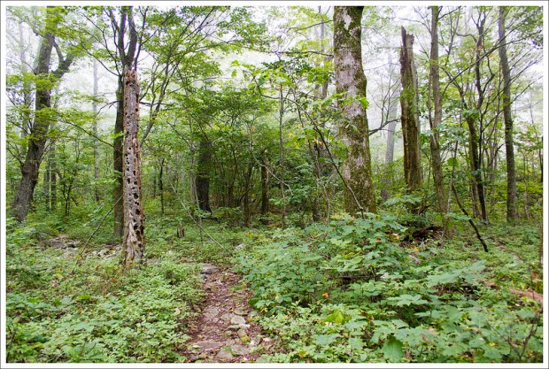 Woods Hole to Narrows