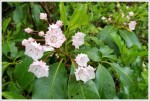 Mountain Laurel