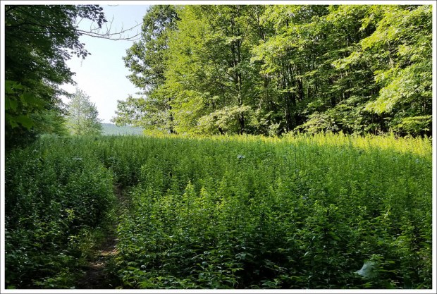 Meadows Along the Appalachian Trail
