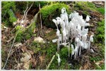 Indian Pipes