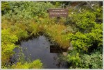 Alpine Bog
