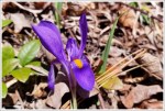 Dwarf Iris
