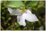 Trillium