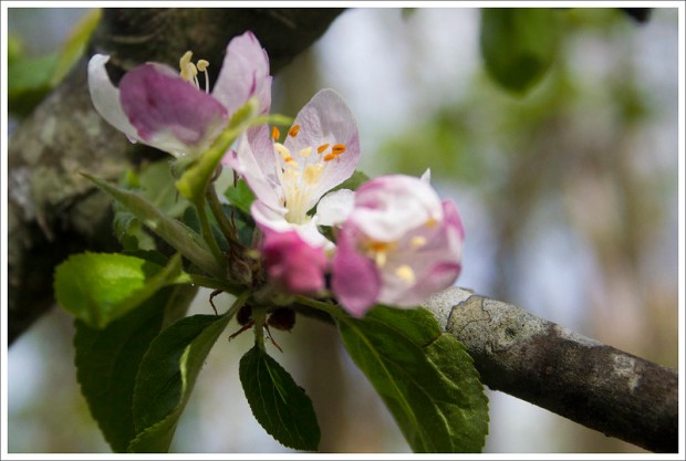 Apple Blossoms