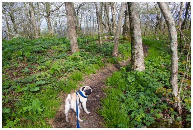 Indy on the Spur Trail