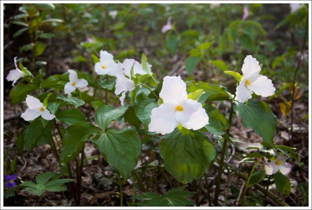 Trillium