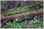 Abundant Trillium