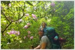 Blooming Catawba Rhododendrons