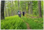 Walking along a ridgeline covered with ferns