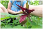 Dying Red Trillium