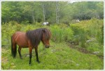 Ponies of Wilburn Ridge