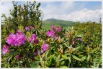 Catawba Rhododendron