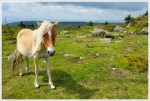 Grayson Highlands Ponies