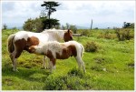 Grayson Highlands Ponies